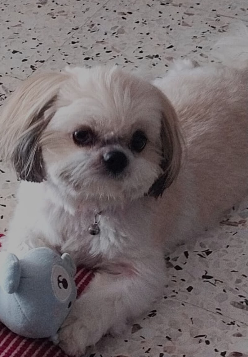 Bois-Franc Dog Park dog park in Montreal, Quebec