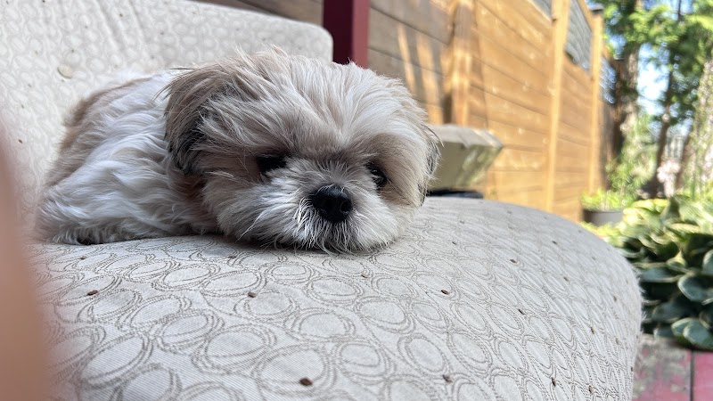 Bois-Franc Dog Park dog park in Montreal, Quebec