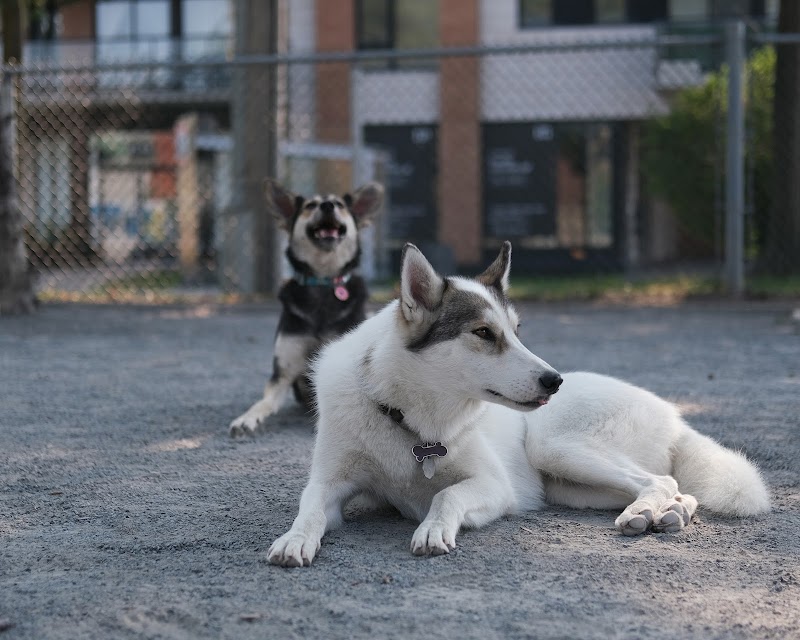 Jean-Talon - Provencher dog park dog park in Saint-Leonard, Quebec