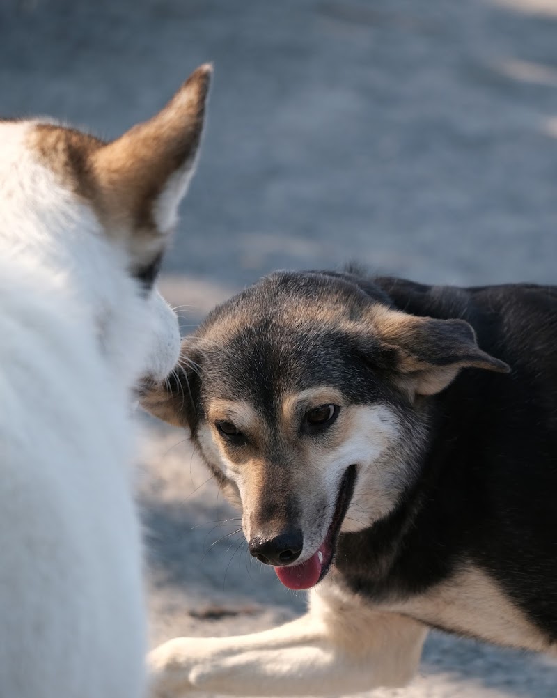Jean-Talon - Provencher dog park dog park in Saint-Leonard, Quebec