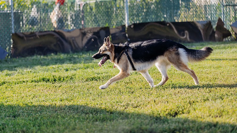Arthur-Péloquin dog park dog park in Saint-Leonard, Quebec