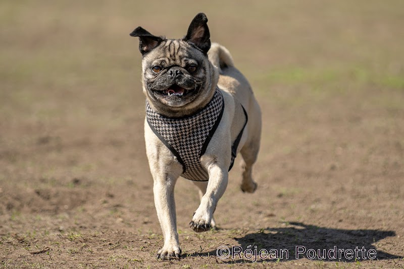 Ahuntsic Park dog park dog park in Montreal, Quebec