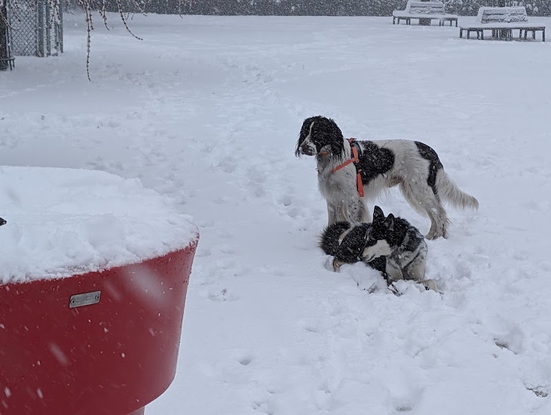 Town of Mount-Royal Dog Park dog park in Montreal, Quebec
