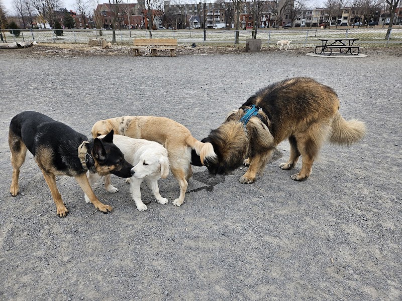 Pere Marquette dog park dog park in Montreal, Quebec