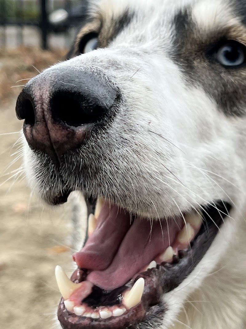 Place de Darlington dog park dog park in Montreal, Quebec