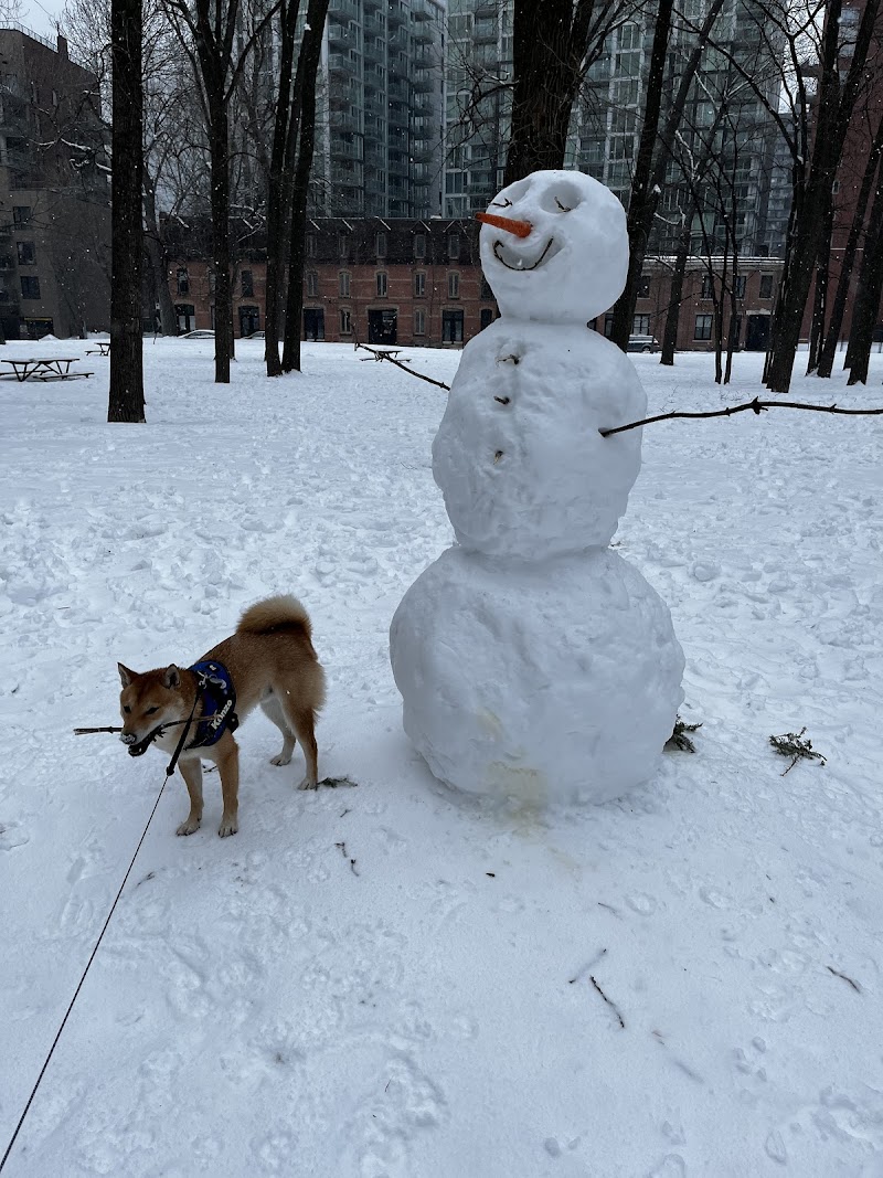 Gallery dog park dog park in Montreal, Quebec