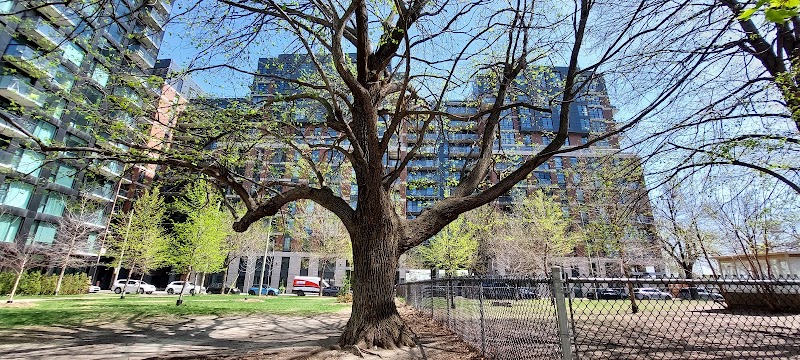 Gallery dog park dog park in Montreal, Quebec