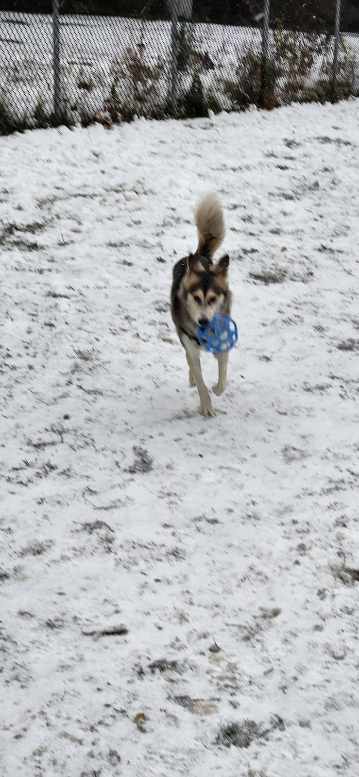 Bande Saint-Antoine dog park dog park in Montreal, Quebec