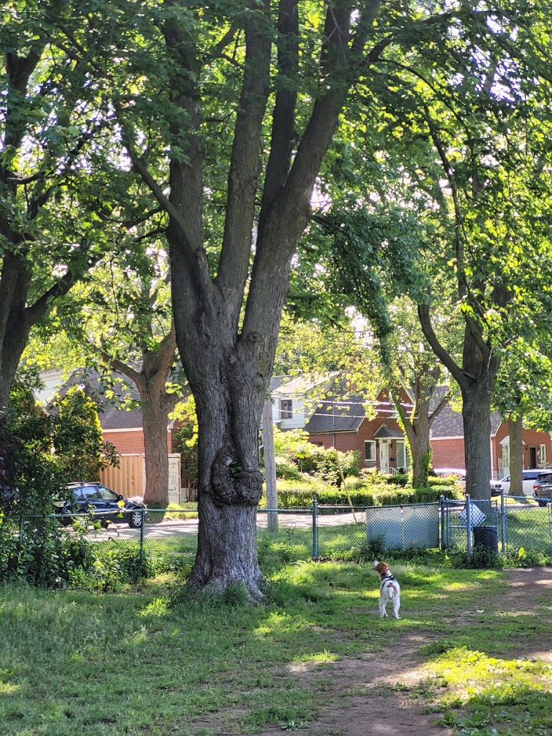 Confederation Park dog park dog park in Montreal, Quebec