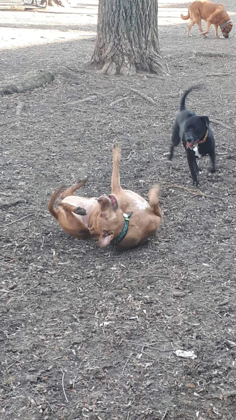 Confederation Park dog park dog park in Montreal, Quebec