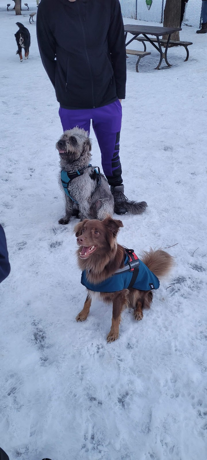Confederation Park dog park dog park in Montreal, Quebec