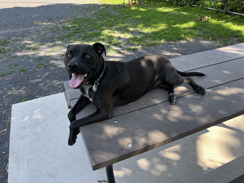 Dog Park dog park in Montreal, Quebec