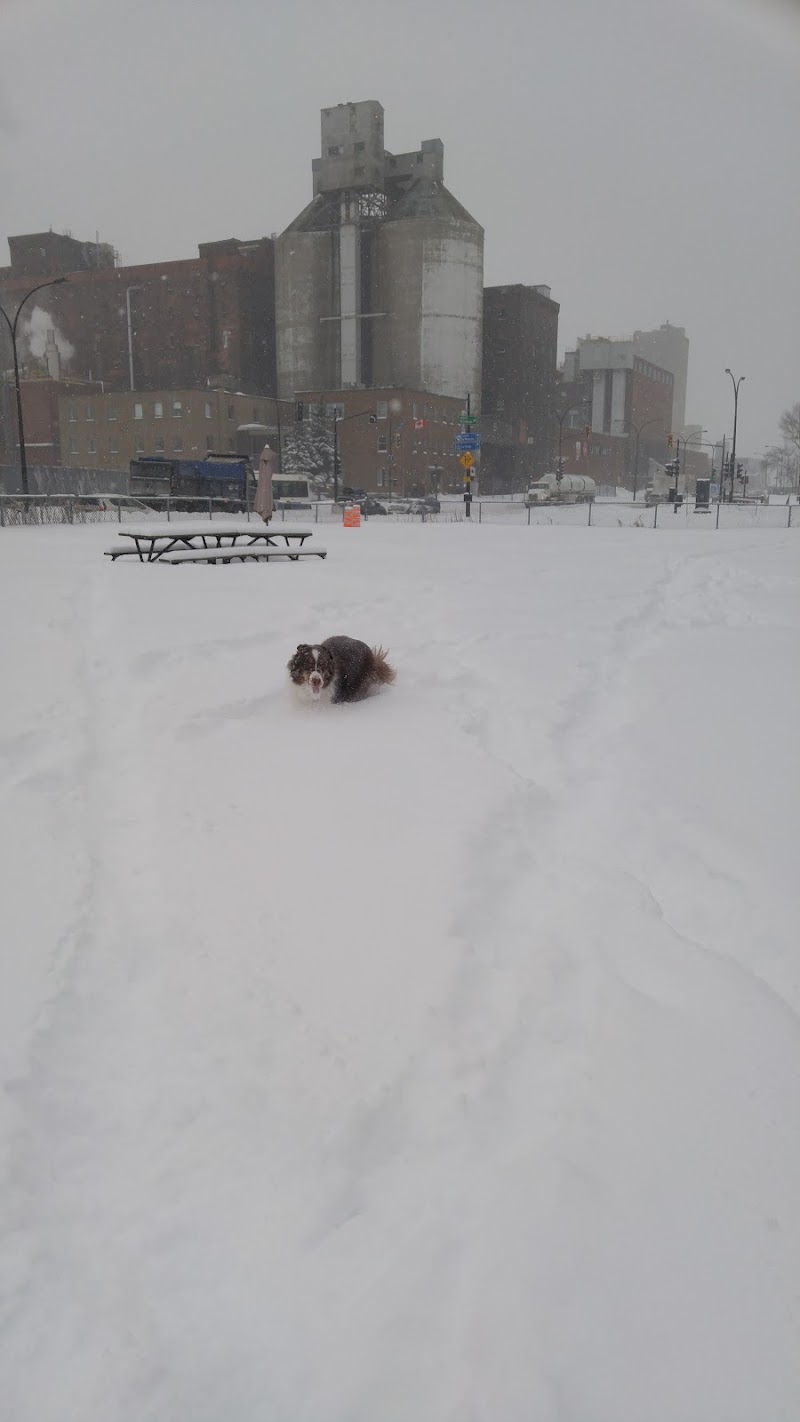 Wolfred-Nelson dog park dog park in Montreal, Quebec