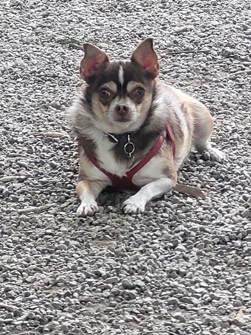 Baldwin Park dog park dog park in Montreal, Quebec