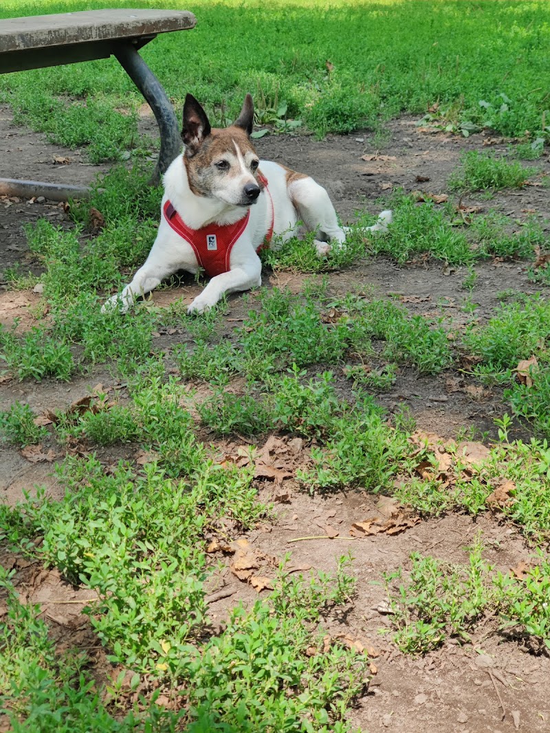 Baldwin Park dog park dog park in Montreal, Quebec