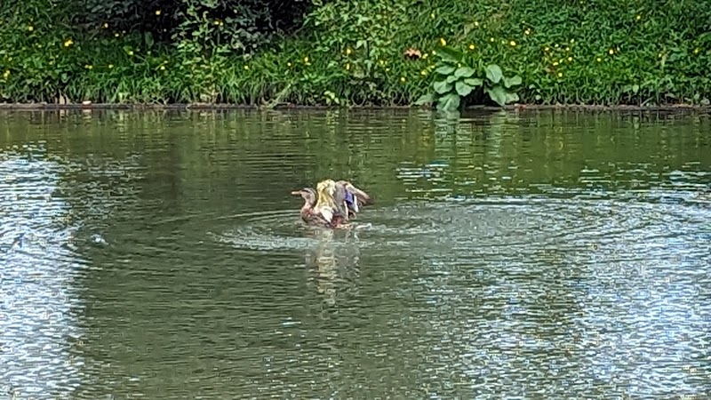 Westmount Park dog park dog park in Westmount, Quebec