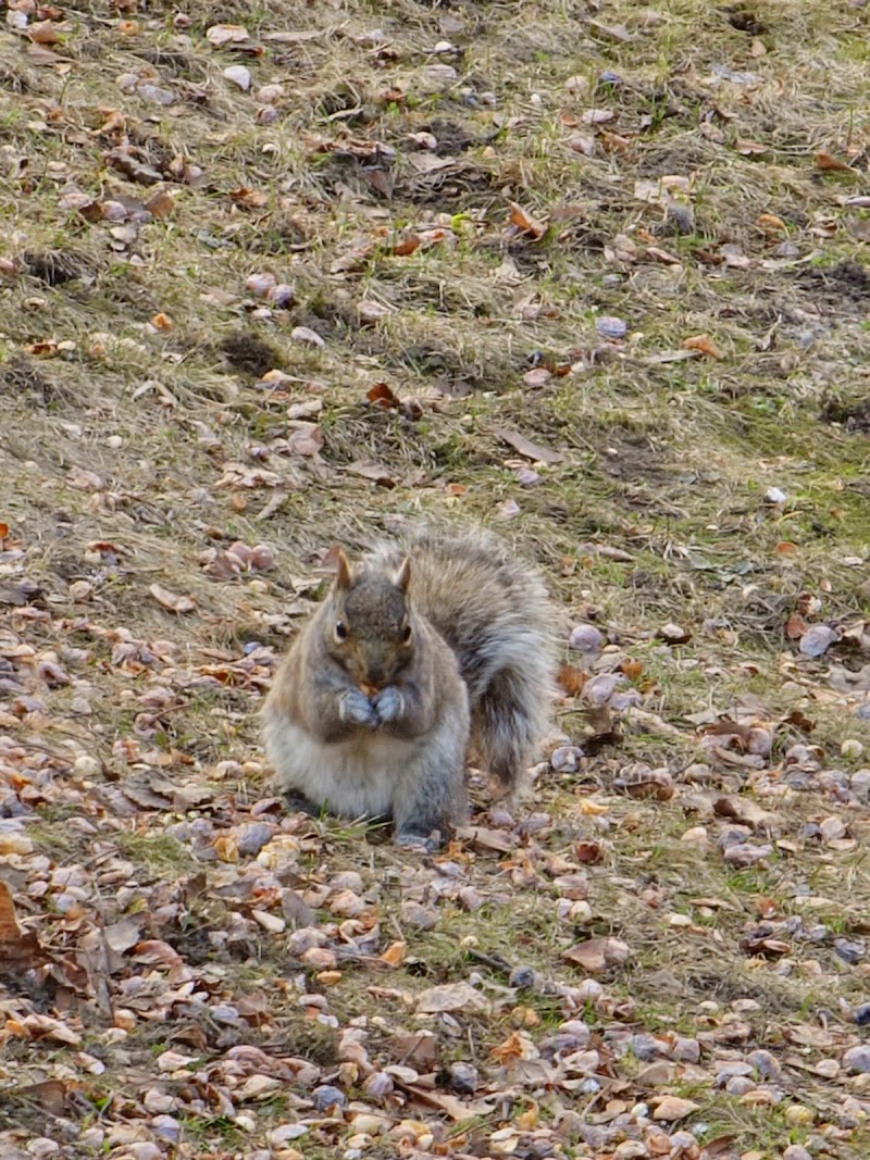 Westmount Park dog park dog park in Westmount, Quebec