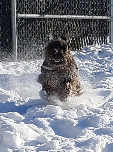 Frederick-Mackenzie dog park dog park in Lasalle, Quebec