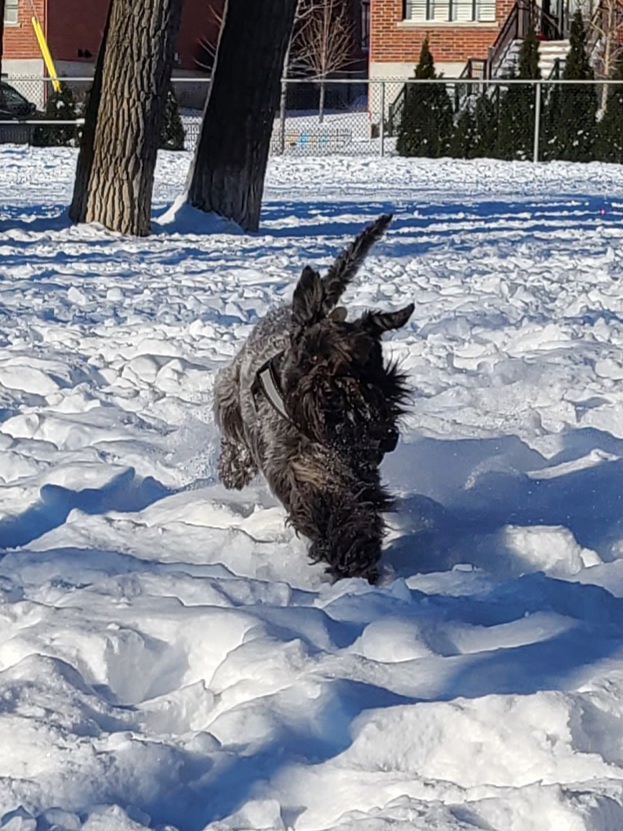 Frederick-Mackenzie dog park dog park in Lasalle, Quebec