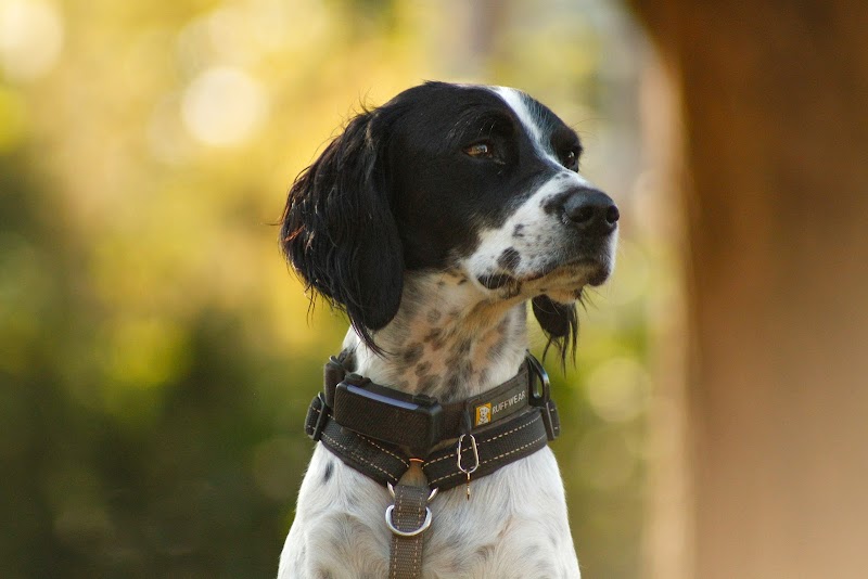 Dog Park dog park in Montreal, Quebec