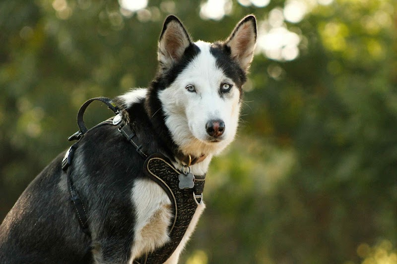 Dog Park dog park in Montreal, Quebec