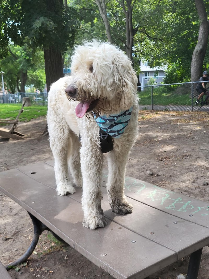 Pelican dog park dog park in Montreal, Quebec