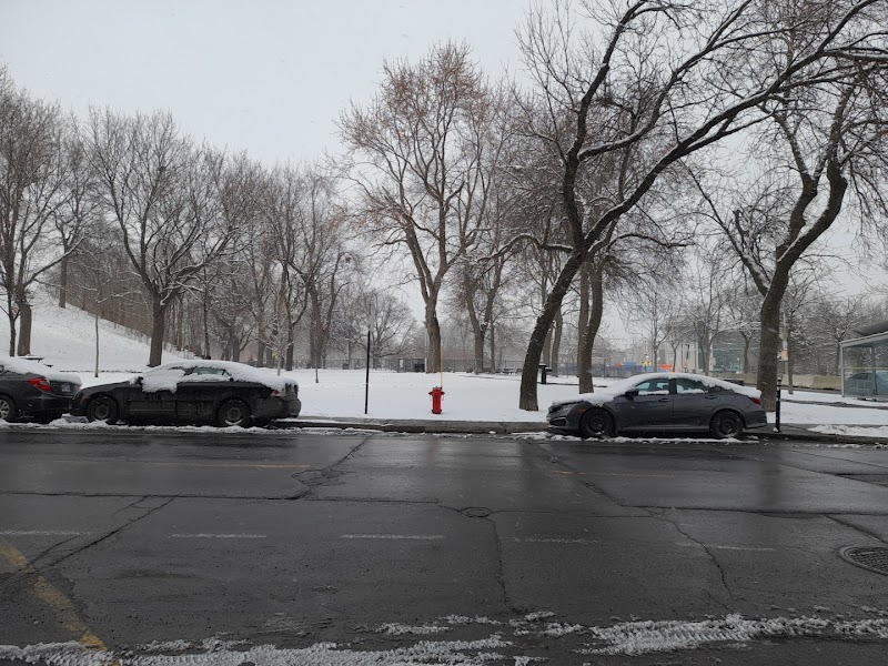 Pelican dog park dog park in Montreal, Quebec