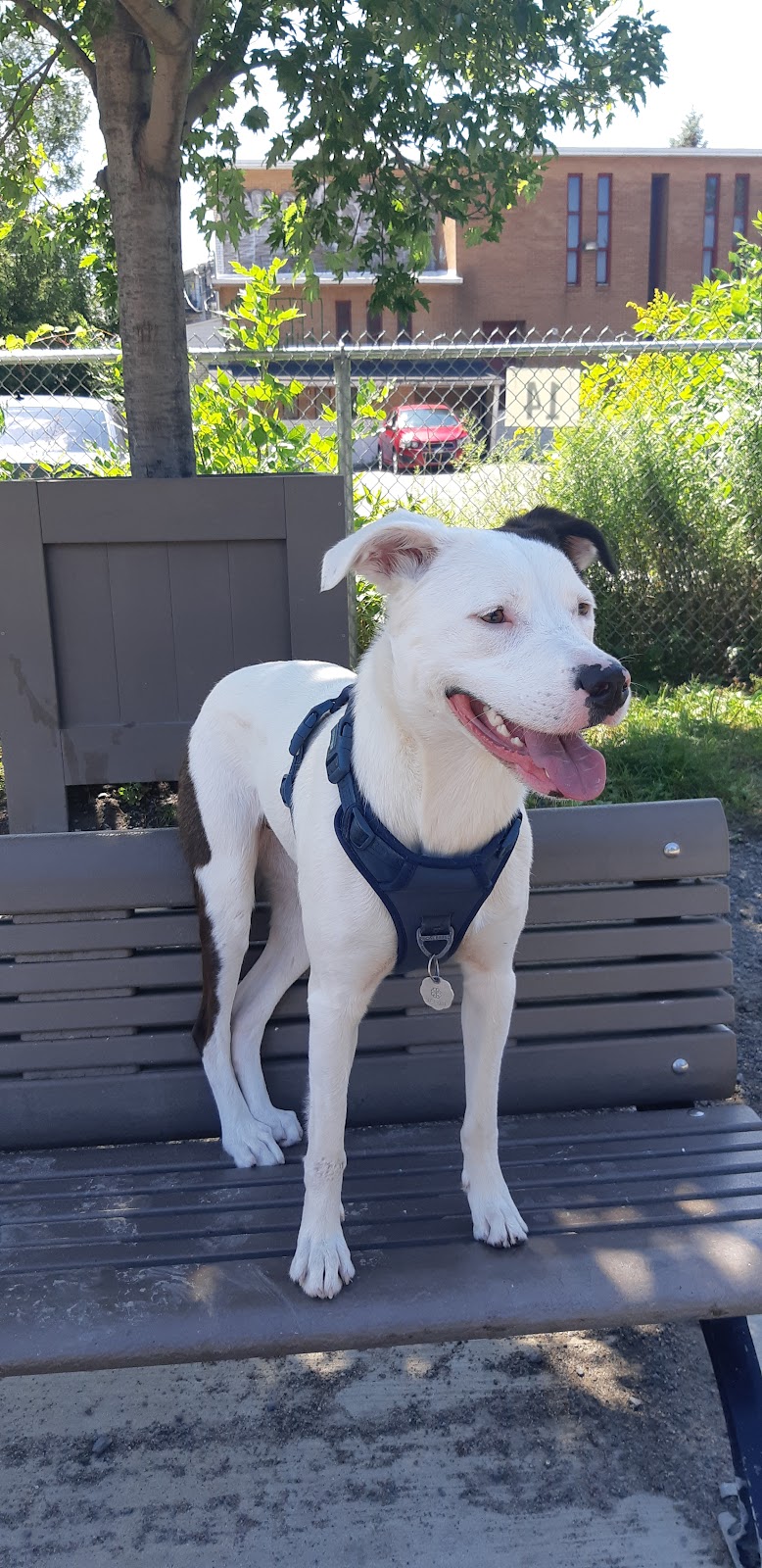 Parc Lafond dog park dog park in Montreal, Quebec
