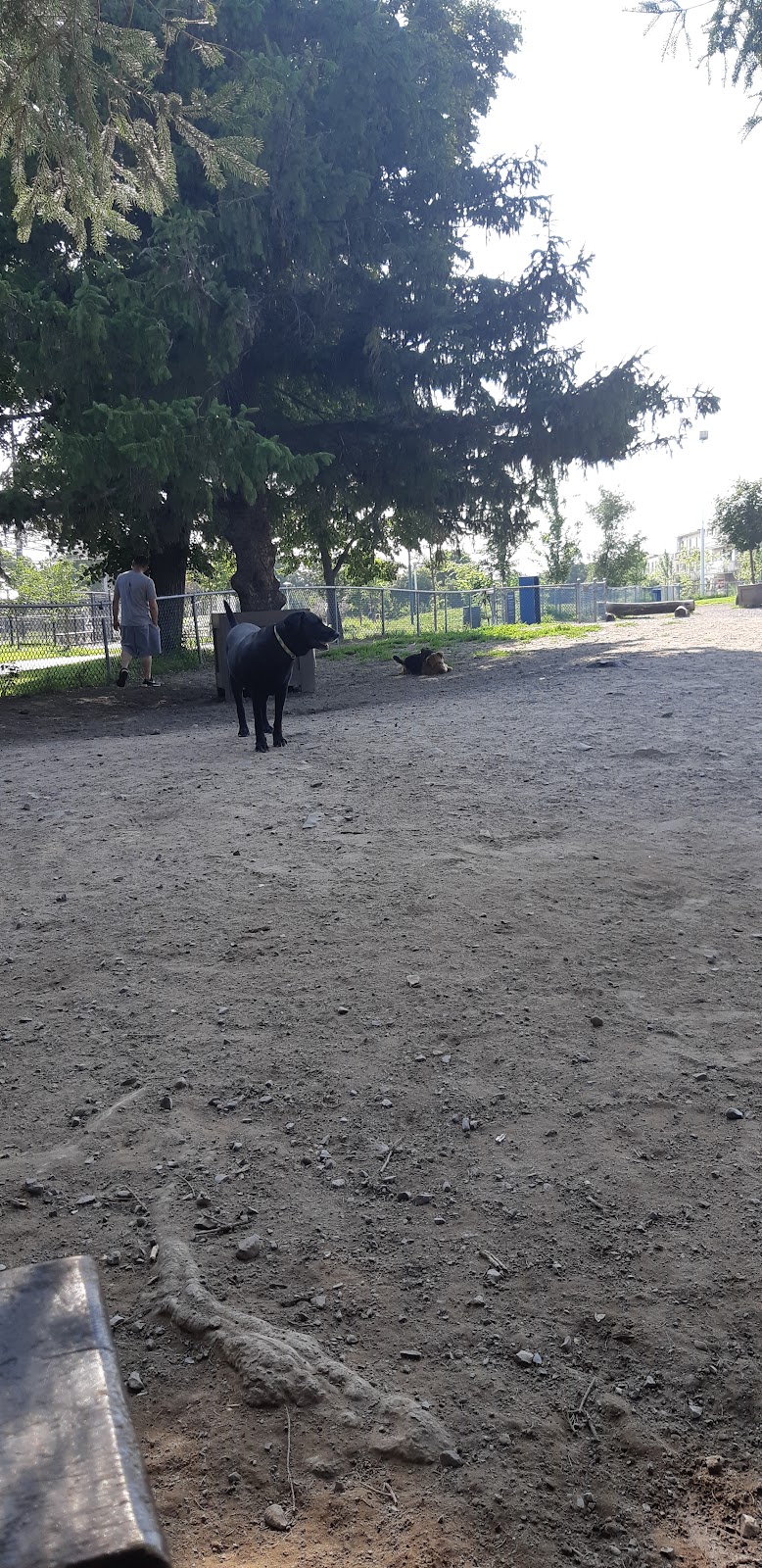 Parc Lafond dog park dog park in Montreal, Quebec