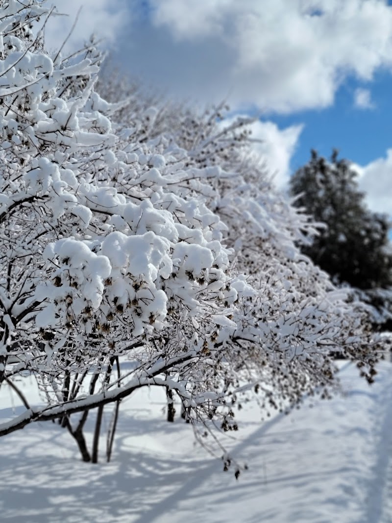 Beaubien Park dog park in Montreal, Quebec