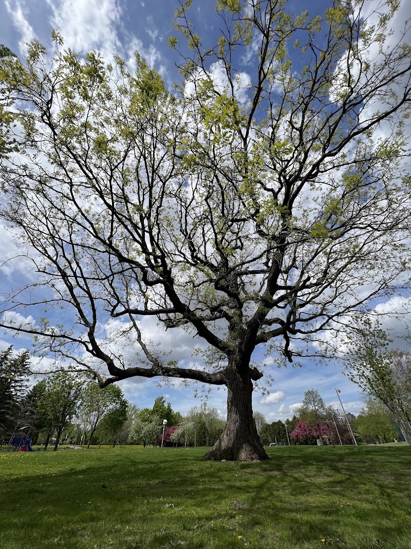 Park of the Fountain Dog Park dog park in Verdun, Quebec