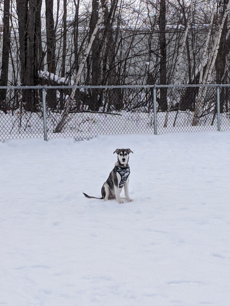 Des Bruants dog park dog park in Montreal, Quebec