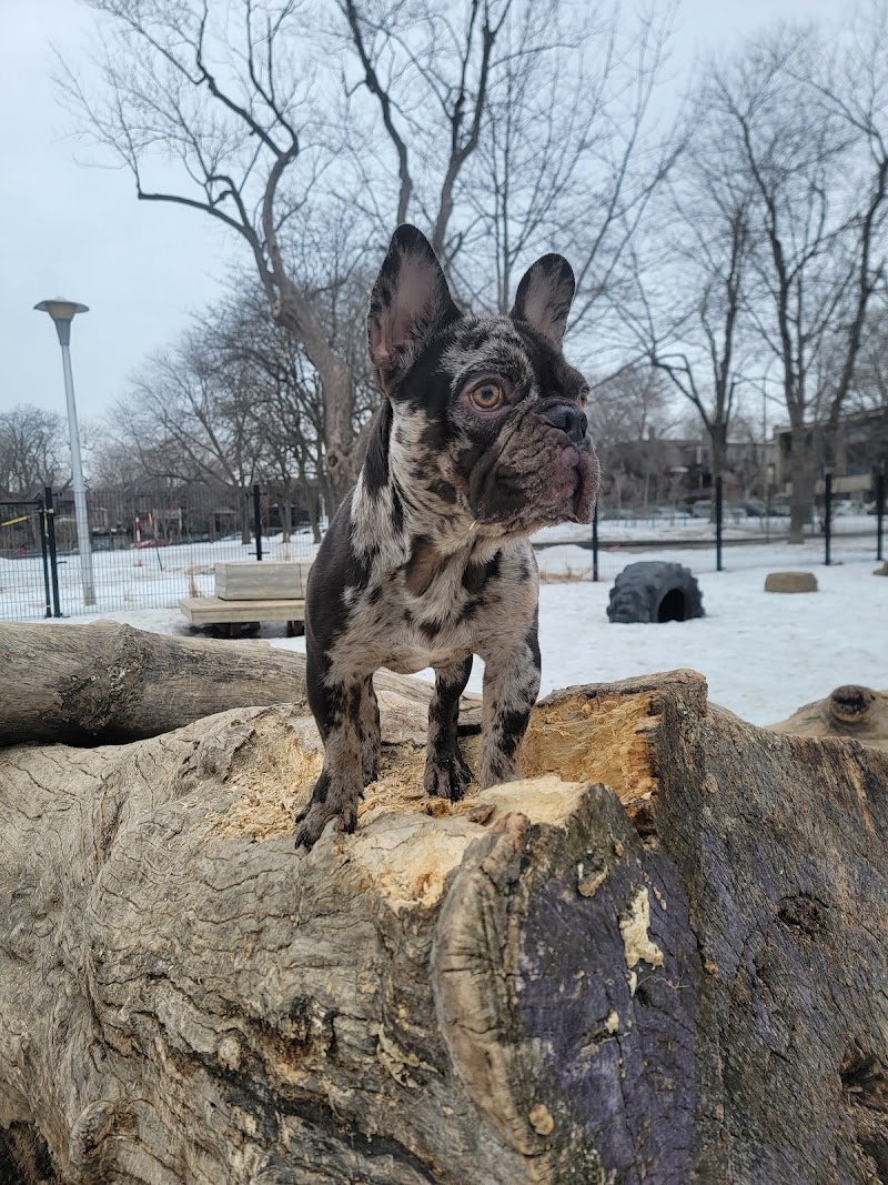 Notre-Dame-de-Grâce dog park dog park in Montreal, Quebec