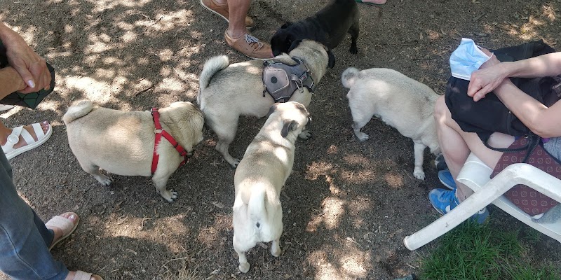 Dog Park dog park in Montreal, Quebec