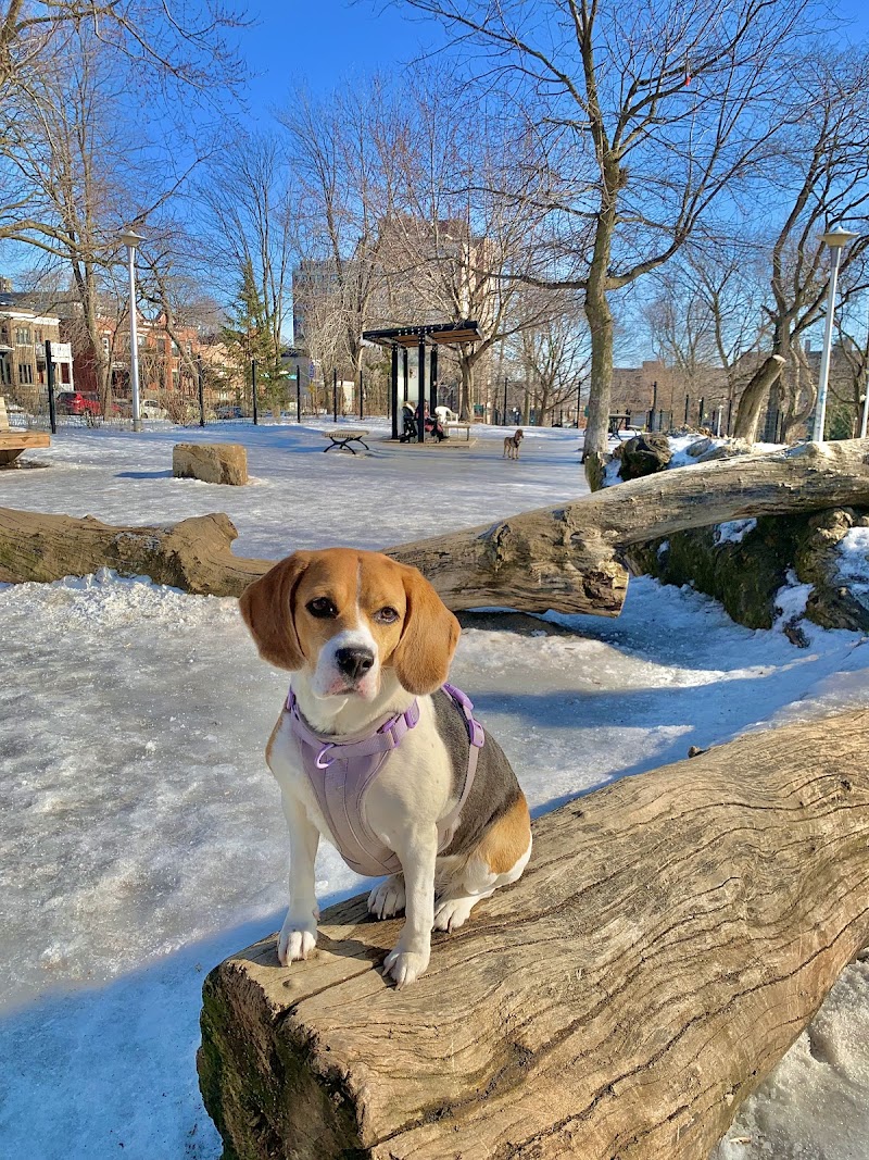 Dog Park dog park in Montreal, Quebec