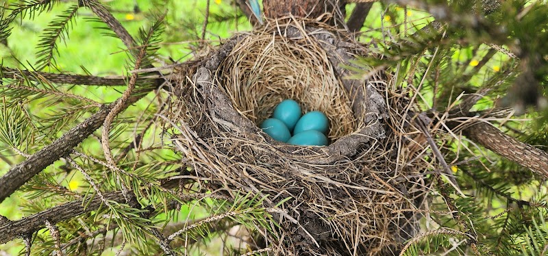 Parc-canin Philippe-Laheurte dog park in Saint-Laurent, Quebec