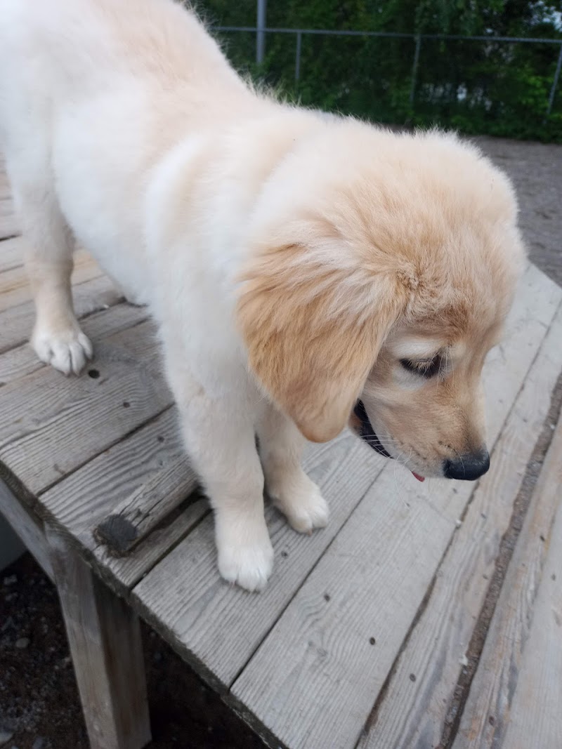 Dog Park of Côte-Saint-Louis Park dog park in Blainville, Quebec