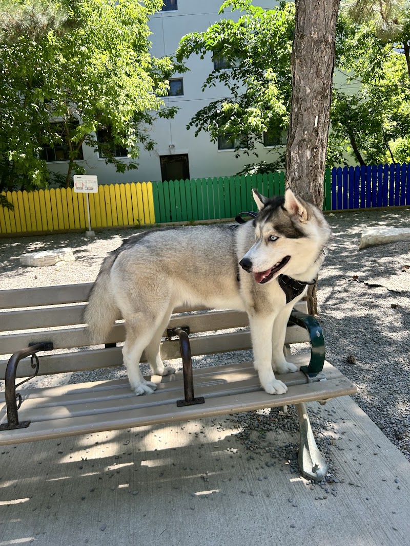 Barbara Hall Dog Park dog park in Toronto, Ontario