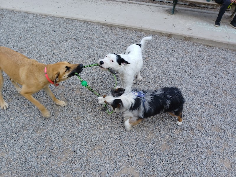 Barbara Hall Dog Park dog park in Toronto, Ontario