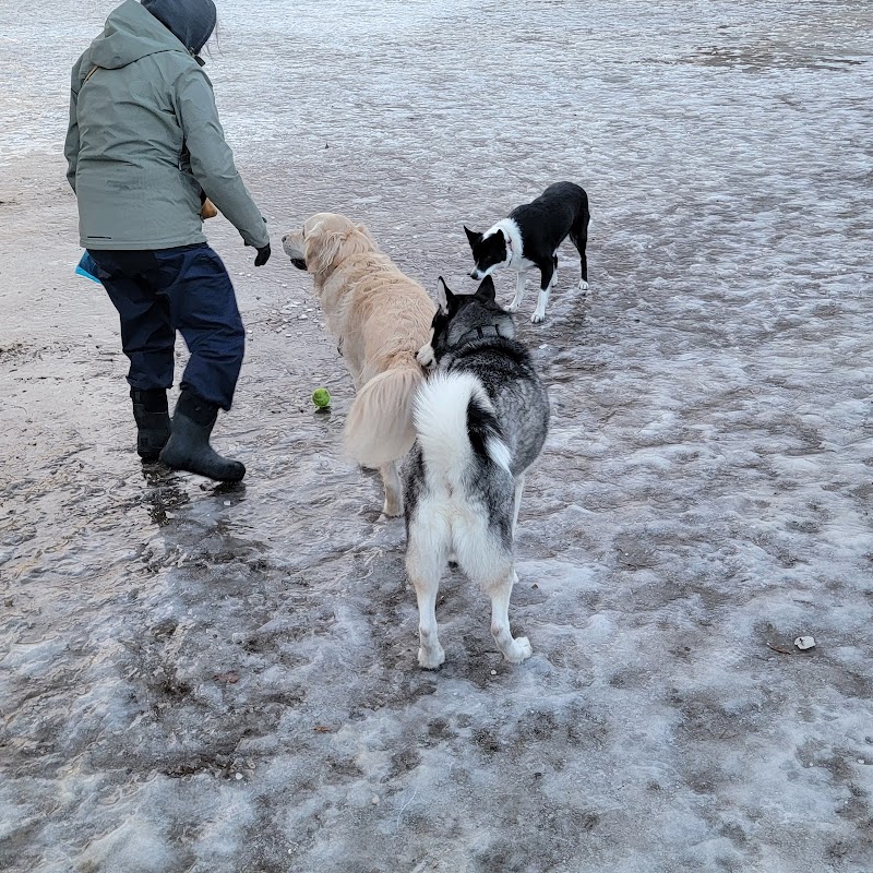 Norwood Dog Park dog park in Toronto, Ontario