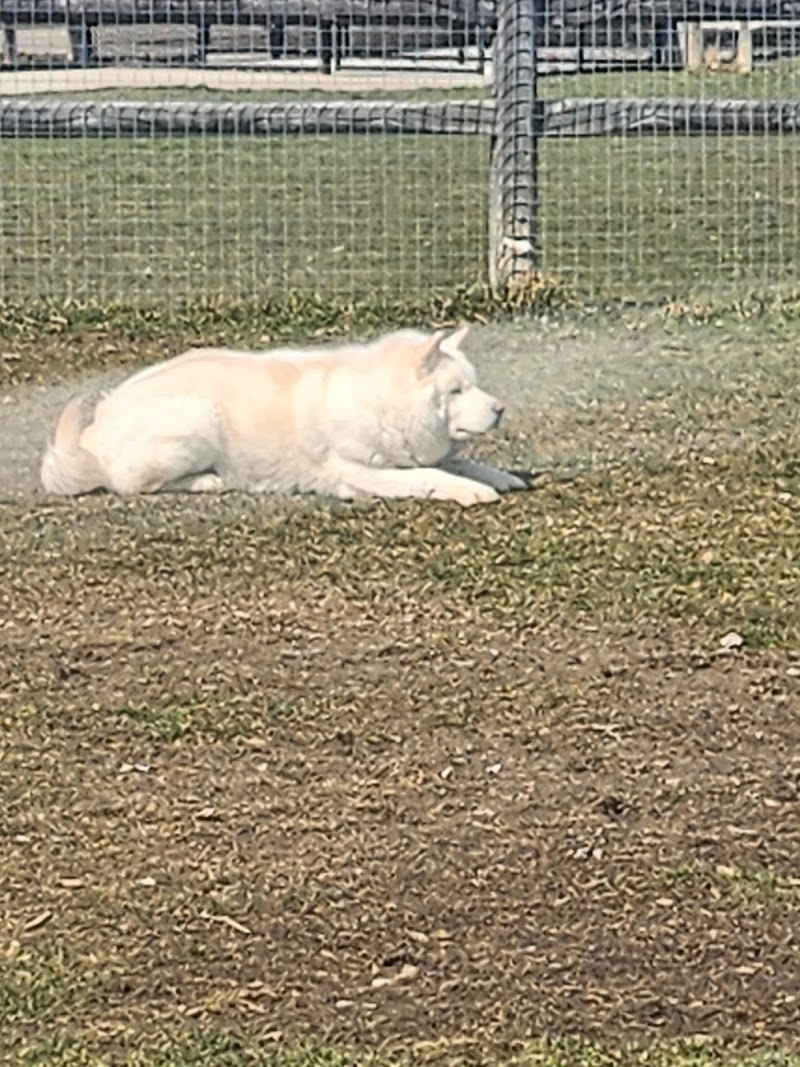 Off-Leash Dog Park dog park in Scarborough, Ontario