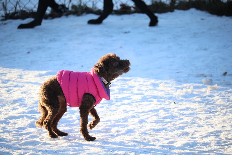 Dog Park dog park in North Bay, Ontario
