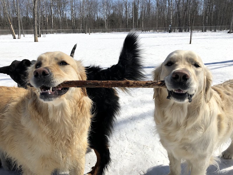 Dog Park dog park in North Bay, Ontario