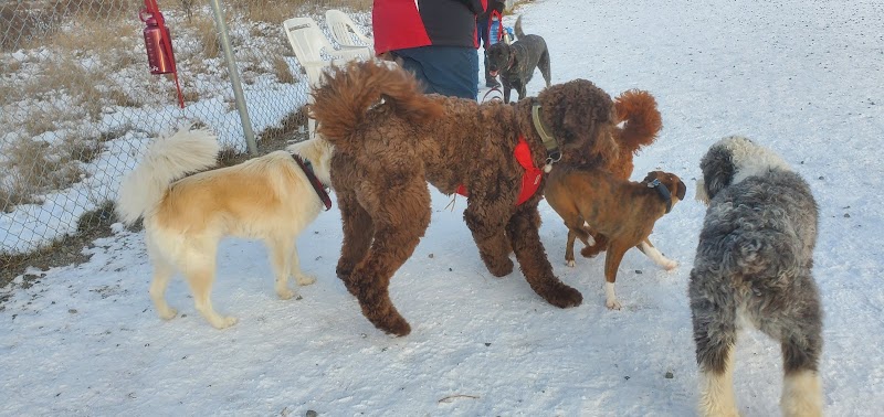 Dog park dog park in Greater Sudbury, Ontario