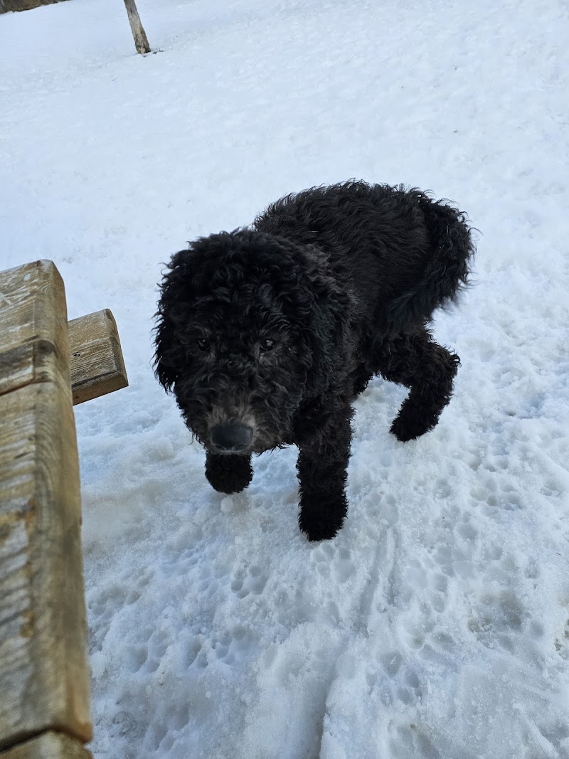 Azilda Dog Park dog park in Chelmsford, Ontario
