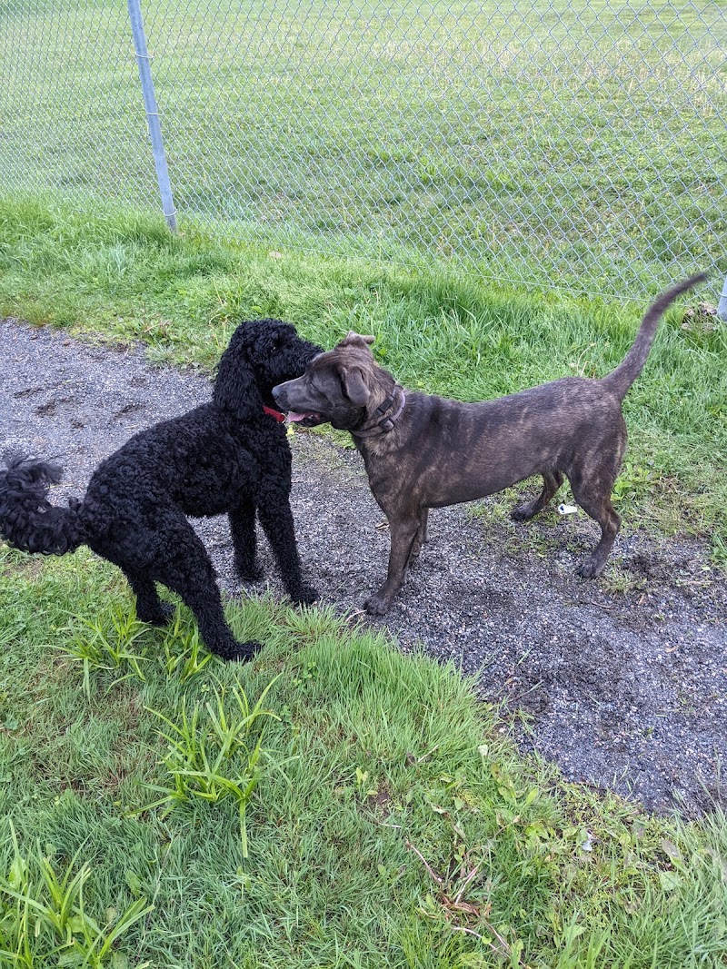 Bracebridge Dog Park dog park in Bracebridge, Ontario