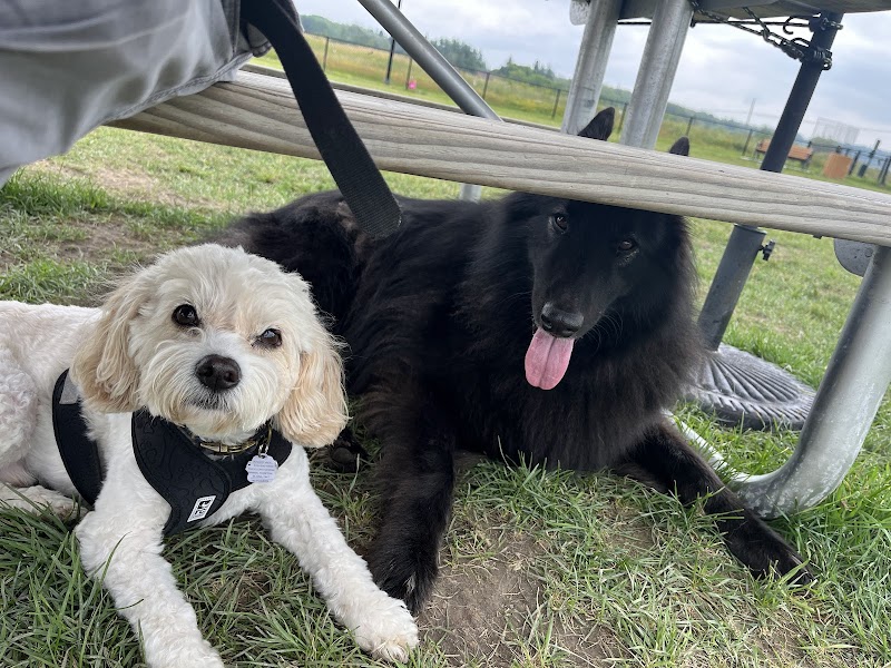Murray Daniels Dog Park dog park in North Cobalt, Ontario