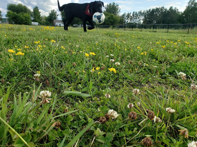 Murray Daniels Dog Park dog park in North Cobalt, Ontario
