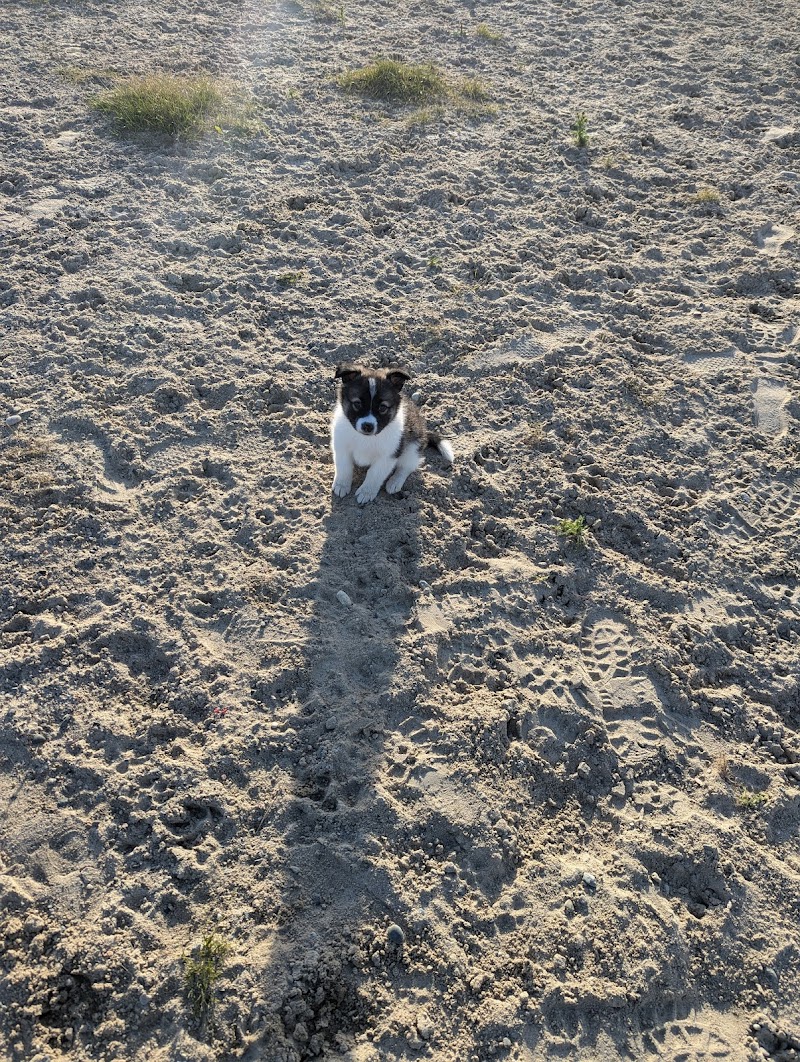 Dog Park dog park in Timmins, Ontario