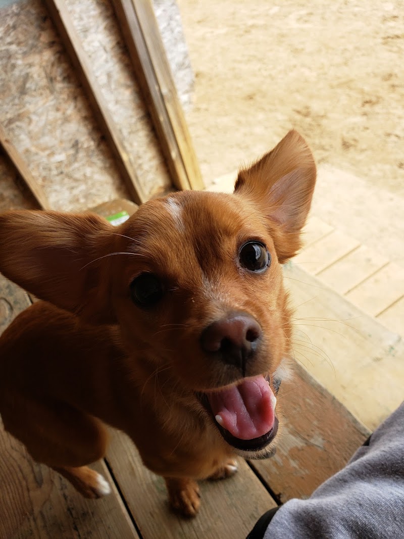 Dog Park dog park in Timmins, Ontario